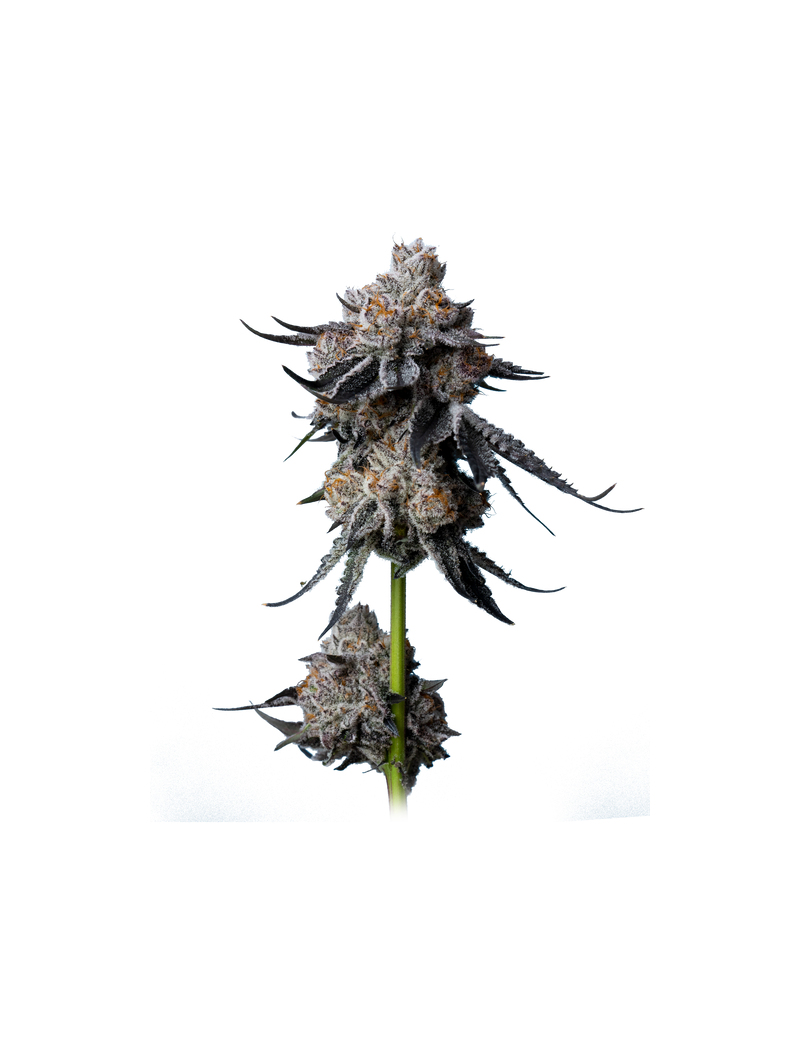 Gorilla Glue #4, Фасовка: 5